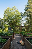 Raised vegetable beds with wooden surrounds in late-summer garden