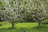 Blossoming apple trees in garden