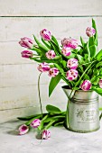 Pink and white tulips in metal jug