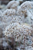 Faded hydrangea flowers covered in frost
