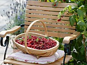 Basket of freshly picked raspberries on garden chair