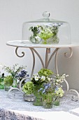Arrangement of tiny vases of spring flowers on table & under glass cover