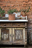 Various potted herbs on rustic cabinet