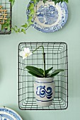 Orchid in painted stoneware pot in wire basket hung on pastel green wall