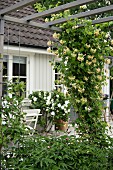 Plant climbing over wooden pergola in front of flowering rose bush and house façade
