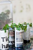 Young plants in newspaper pots on tray