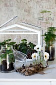 Arrangement of terrarium, white gerbera daisies in small glass vases, flower bulbs and foliage plants