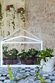 Weißes Miniaturgewächshaus und Grünpflanze in Vintage-Ambiente