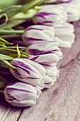 Violett-weiße Tulpen auf rustikaler Holzunterlage