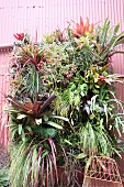 Bromeliads and philodendrons planted in front of corrugated metal façade