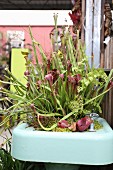 Carnivorous sarrancenia trumpet pitcher plants and ferns planted in a vintage sink