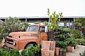 Vintage flatbed truck loaded with plants behind plant pots