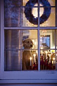 View of candle bridge and dog in festively decorated interior seen through lattice window