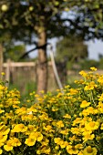Yellow-flowering ox-eye chamomile in cottage garden