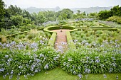 Beds of agapanthus and clipped hedges in geometric garden with view of landscape