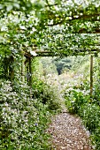 Climber-covered wooden pergola and gravel path lined with plants in garden
