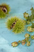 Chestnuts in shells and sprigs of hops
