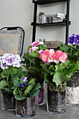 German primroses of different colours in glass planters