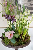 Snake's head fritillaries, white grape hyacinths and violas arranged with moss in bowl