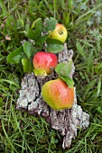 Three apples with leaves from orchard lying on piece of pear tree bark on grass