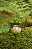 Wood sorrel planted in old vase covered with map