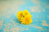 Dandelion flowers on turquoise surface