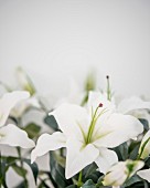 White lilies against blurred background
