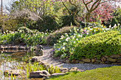 Blühende Magnolie im Frühlingsgarten mit Natursteinmauer und Teich