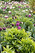 Purple and white tulips in flowerbed