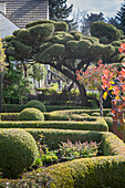 Box hedges and cloud-pruned tree in well-tended garden
