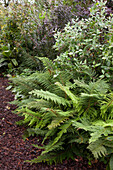 Ferns and chipped bark much in garden