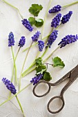 Grape hyacinths and vintage scissors on table