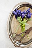 Posy of grape hyacinths and vintage scissors on silver tray