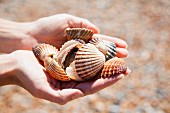 Collection of seashells in woman's cupped hands
