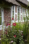 Red-flowering hollyhocks outside traditional thatched cottage