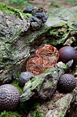 Copper wire balls and ornamental spheres on tree trunk