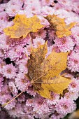 Yellow sycamore leaves on pink chrysanthemums