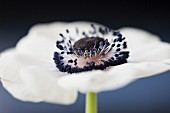 An anemone