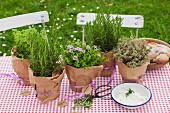 Various potted herbs wrapped in brown paper on table with gingham tablecloth outdoors