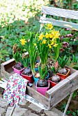 Hyacinths and narcissus in colourful plastic pots in old garden crate on garden chair
