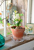 White hyacinth in terracotta pot on vintage windowsill in rustic surroundings