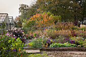 Bright autumn coloured in herbaceous borders in natural-style garden