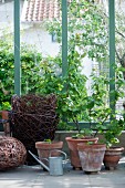 Foliage plants in terracotta pots, zinc watering can and wicker planters in summery conservatory