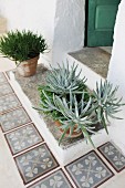 Potted succulents on Mediterranean front step with tiled surround