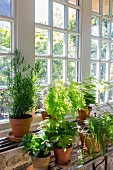 Green plants in front of lattice windows