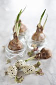 Quail eggs and sprouting bulbs in glass planters