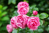 Pink roses in garden