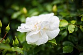 Weiß blühende Rose mit Wassertropfen im Garten