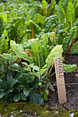 Swiss chard plants with wooden plant label in vegetable patch