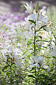 weiße Lilien in sommerlichem Garten